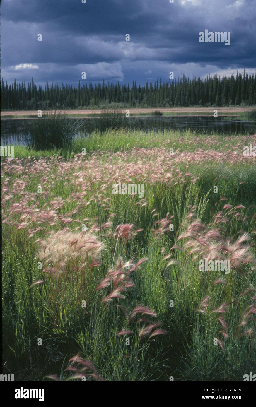 Sujets : paysages ; refuge ; Yukon Flats National Wildlife refuge ; Yukon Flats Gallery ; Alaska. . 1998 - 2011. Banque D'Images