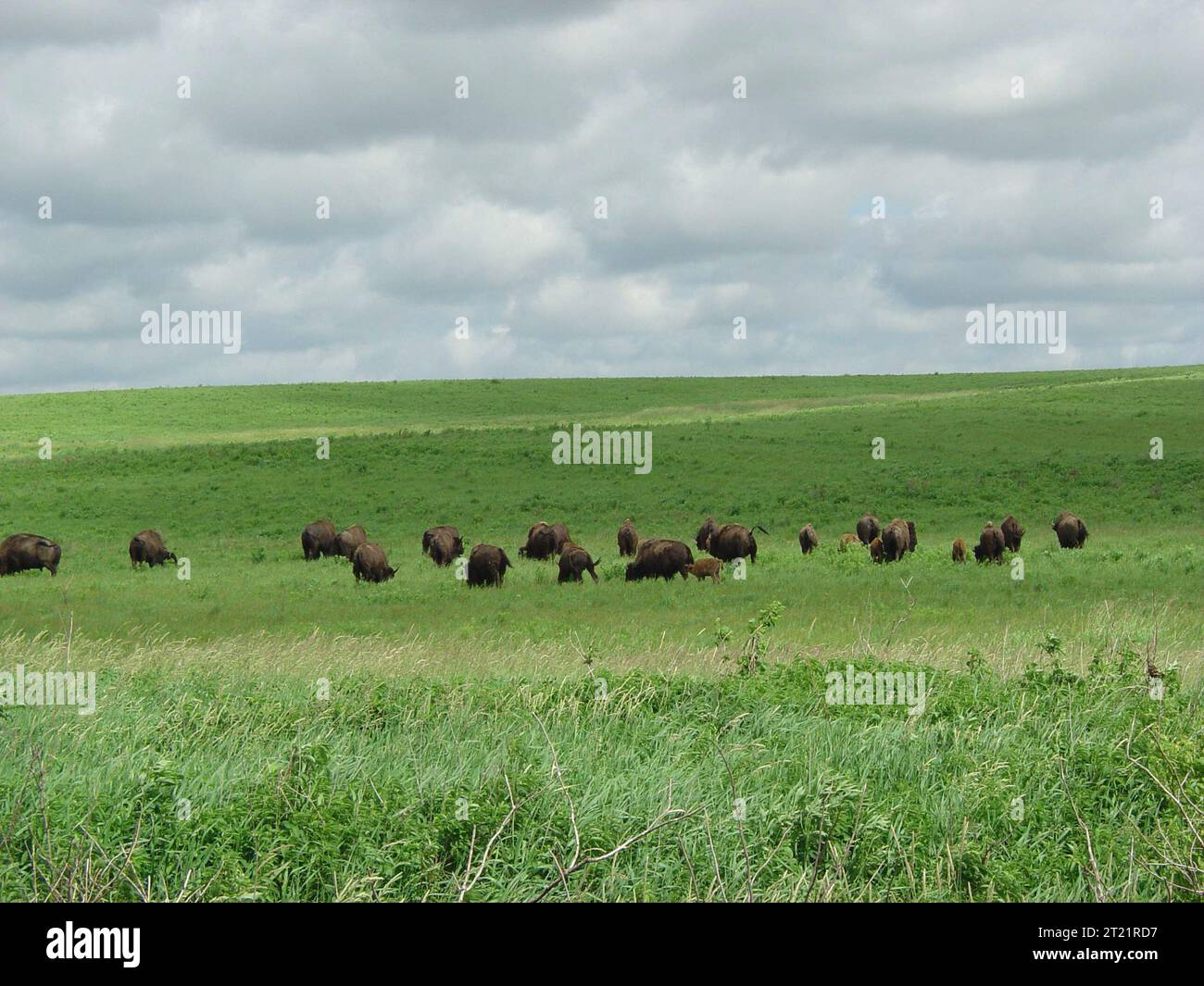 Un troupeau de bisons d'Amérique pèle à travers les prairies ouvertes sous un ciel nuageux au Neal Smith National Wildlife refuge dans l'Iowa. Banque D'Images