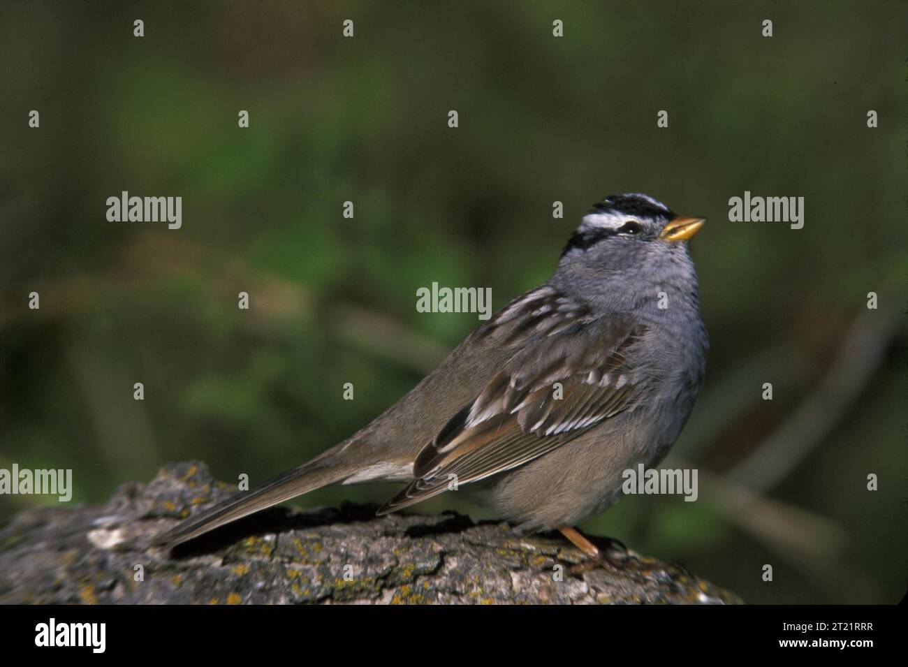 Un Moineau à couronne blanche (Zonotrichia leucophrys), un petit oiseau chanteur reconnu par sa couronne rayée blanche et noire audacieuse, que l’on trouve dans une variété d’habitats en Amérique du Nord. Banque D'Images