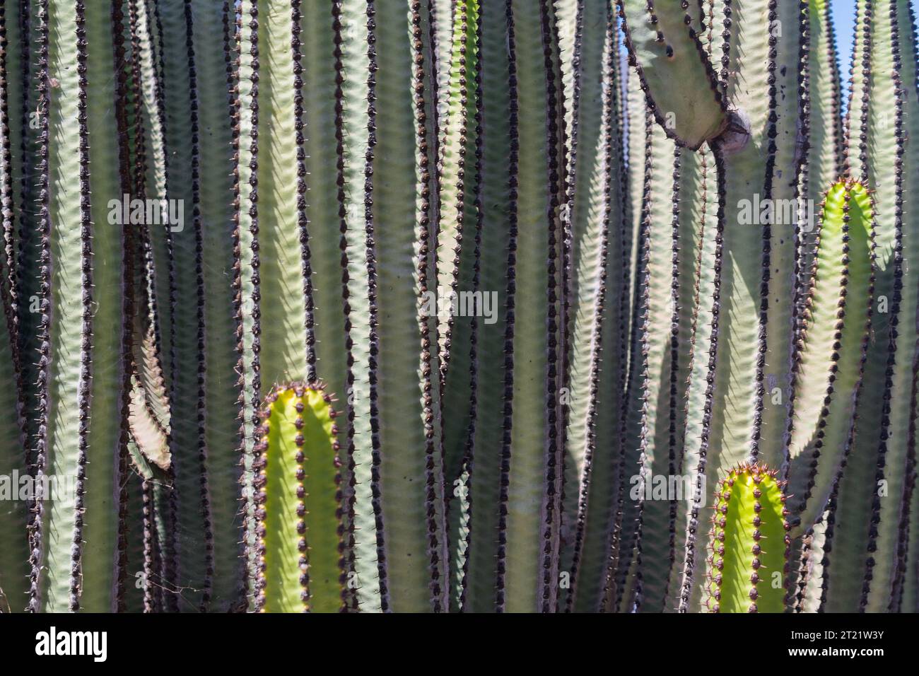 Fond de texture des plantes tropicales sous le soleil Banque D'Images