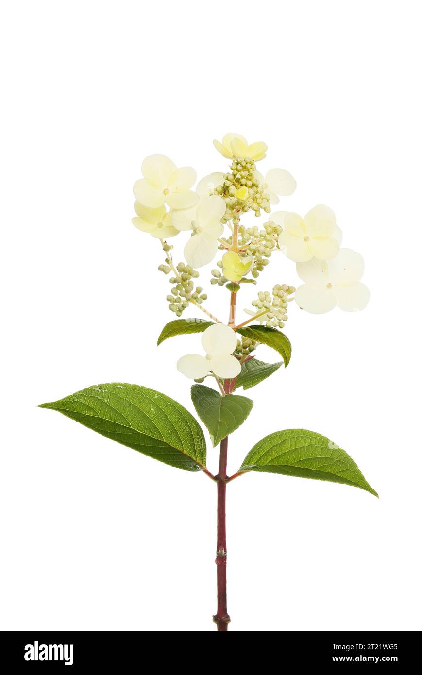 Fleur et feuillage d'hortensia isolés sur un fond blanc Banque D'Images