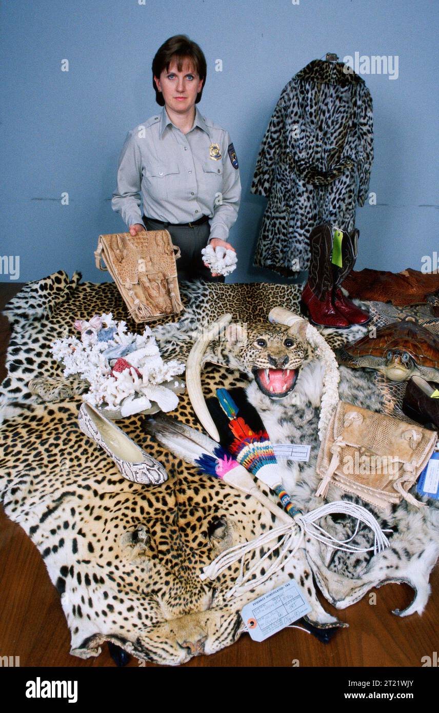 Un agent d'application de la loi du Fish and Wildlife Service expose des articles de commerce illégal d'espèces sauvages saisis dans les ports. Ces articles représentent le commerce illégal d’espèces protégées et soulignent les efforts en cours pour lutter contre le trafic d’espèces sauvages. Banque D'Images