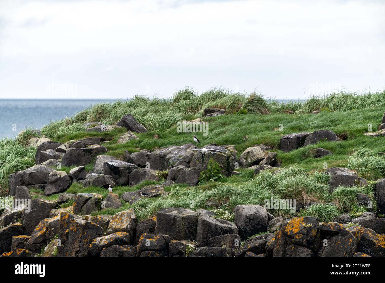 Falaises de basalte avec herbe balayée par le vent sur l'île de Flatey, Islande, avec quelques macareux Banque D'Images