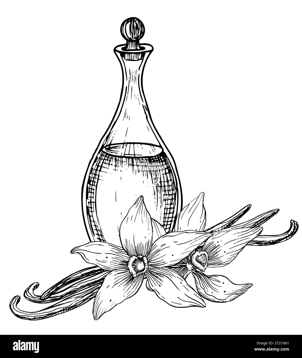 Fleur de vanille avec flacon en verre. Illustration vectorielle dessinée à la main d'ingrédient floral et décanteur dans le style d'art de ligne pour l'huile essentielle ou l'aromathérapie. Croquis gravé de la carafe avec des bâtons floraux Illustration de Vecteur