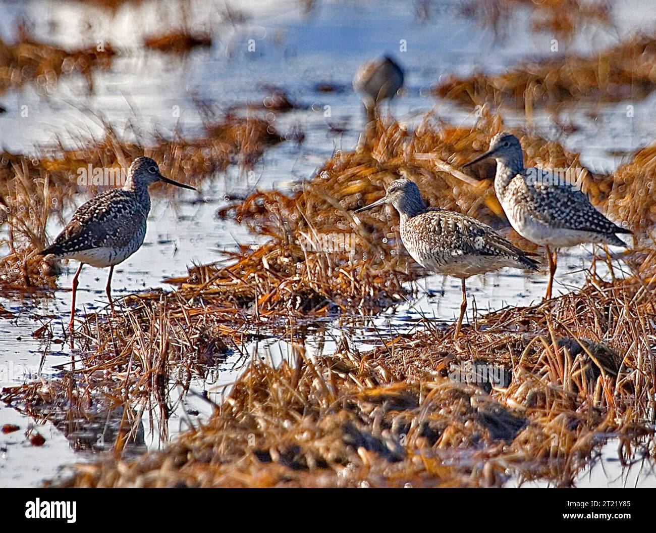 La photo a été prise au Palmer Hay Flats State Game refuge, Alaska. Sujets : oiseaux ; oiseaux de rivage ; ligues jaunes ; Alaska ; Collection Donna Dewhurst. Banque D'Images