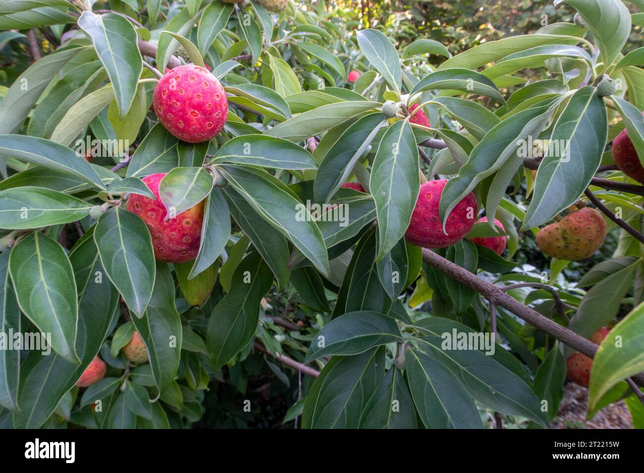 Fruits rouges orangés de Cornus capitata - Dogwood de l'Himalaya, poussant dans un jardin du Devon. Fruits comestibles, cerise de maïs Banque D'Images