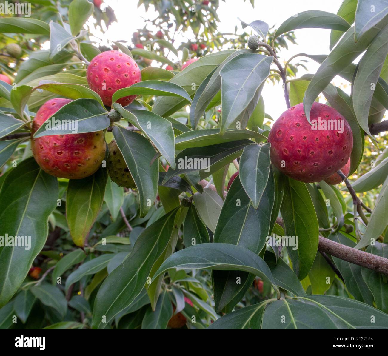 Fruits rouges orangés de Cornus capitata - Dogwood de l'Himalaya, poussant dans un jardin du Devon. Fruits comestibles, cerise de maïs Banque D'Images