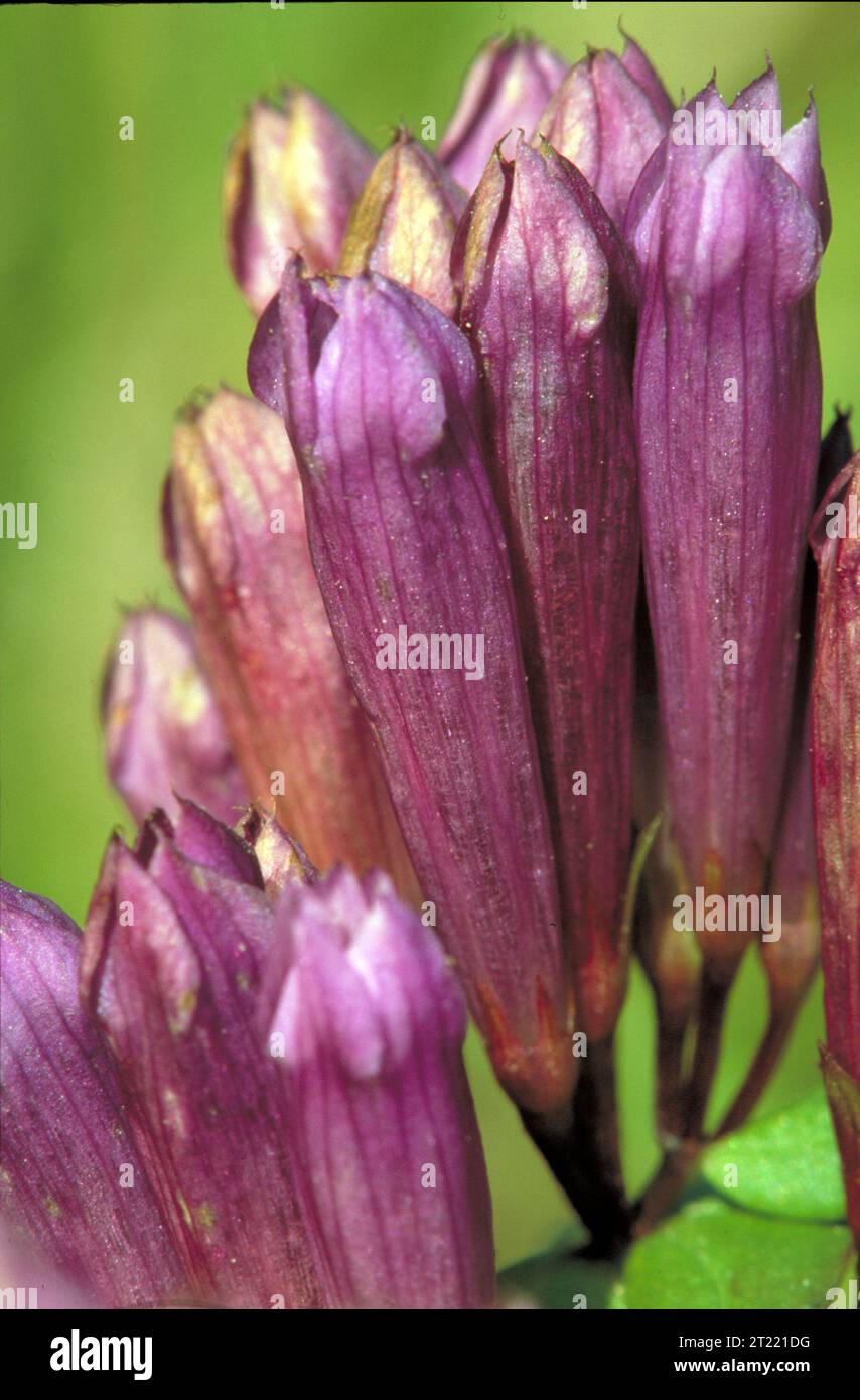Les fleurs verticales à pointe lavande de Gentian raide présentent des teintes violettes claires et des pétales étroits, typiques des fleurs sauvages de fin de saison trouvées dans les prairies et les prairies ouvertes. Banque D'Images