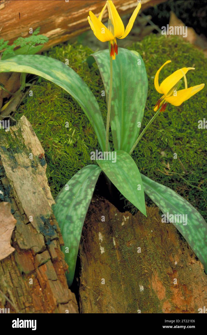 Le lis à la truite jaune présente deux fleurs jaunes vives accompagnées de feuilles basales. Fleur sauvage printanière, on la trouve dans les bois humides et elle est connue pour sa coloration distinctive et sa floraison précoce. Banque D'Images