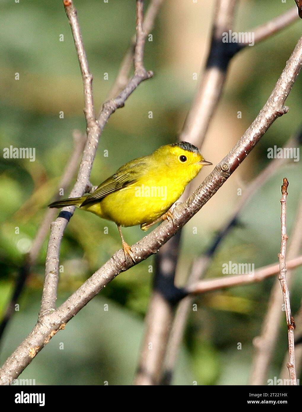 La Paruline de Wilson, identifiée par son plumage jaune vif et sa couronne noire, est un petit oiseau chanteur commun en Alaska. Il fréquente les zones humides et les broussailles denses, en particulier pendant la saison de reproduction, se nourrissant d'insectes et de petits invertébrés. Banque D'Images