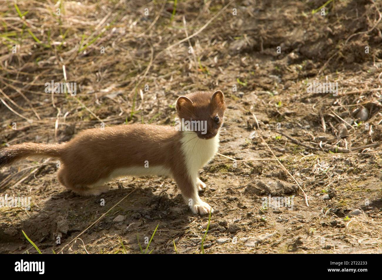 La belette à queue courte, originaire de la réserve naturelle nationale de Kanuti, est un prédateur solitaire qui est le plus actif pendant les mois d'hiver. Avec sa fourrure blanche en hiver, il se fond dans les paysages enneigés, où il chasse les petits mammifères. Cette espèce est un élément clé de la communauté faunique du refuge. Banque D'Images