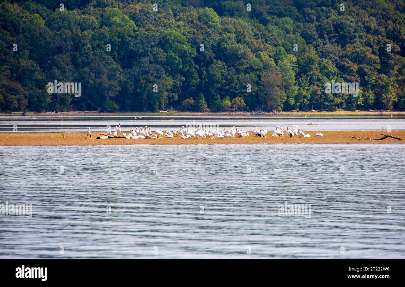 Pélicans blancs d'Amérique, Pelecanus erythrorhynchos, sur une barre de sable sur la rivière Cumberland près de Dover, Tennessee Banque D'Images