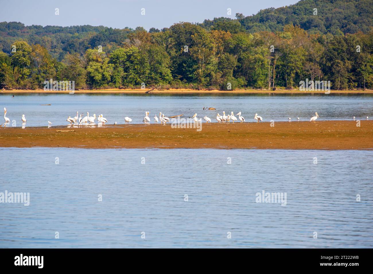 Pélicans blancs d'Amérique, Pelecanus erythrorhynchos, sur une barre de sable sur la rivière Cumberland près de Dover, Tennessee Banque D'Images