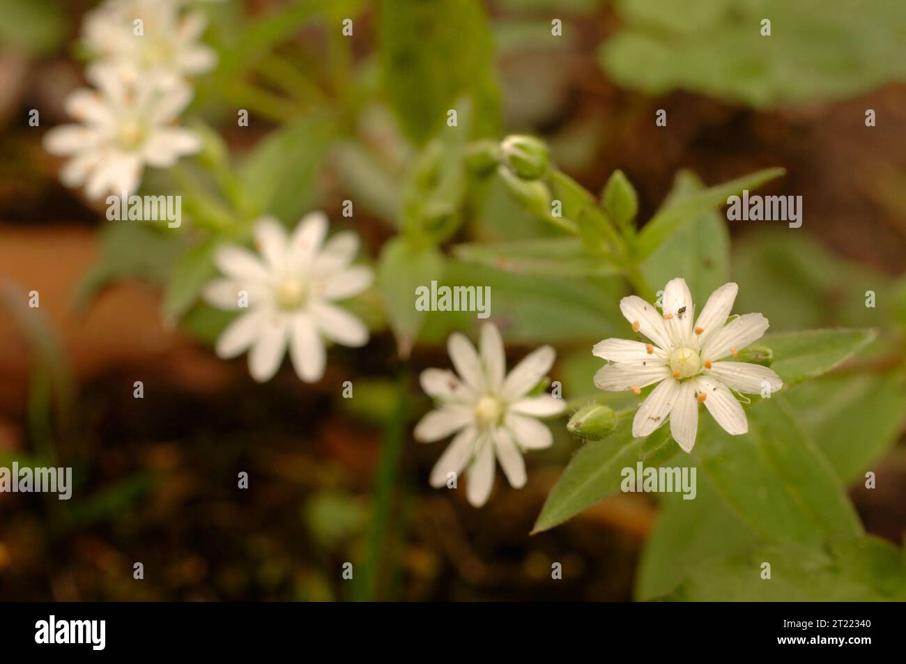 Une vue rapprochée d'une fleur blanche d'herbe à chiches étoilée en fleur. Sujets : plantes à fleurs ; plantes. Banque D'Images