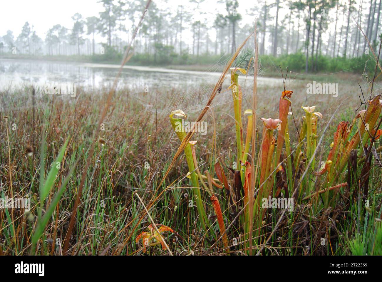 Les communautés végétales du refuge sont une mosaïque de savanes de pins et de pinelands entrecoupées de marécages et de drainages en bois, ainsi que d'une petite étendue de marais estuariens. Ces communautés végétales ont également été appelées «prairies côtières», «landes de pin», '. Sujets : milieux aquatiques ; plantes ; refuges pour animaux sauvages. Localisation : Mississippi. Fish and Wildlife Service site : MISSISSIPPI SANDHILL CRANE NATIONAL WILDLIFE REFUGE. Banque D'Images