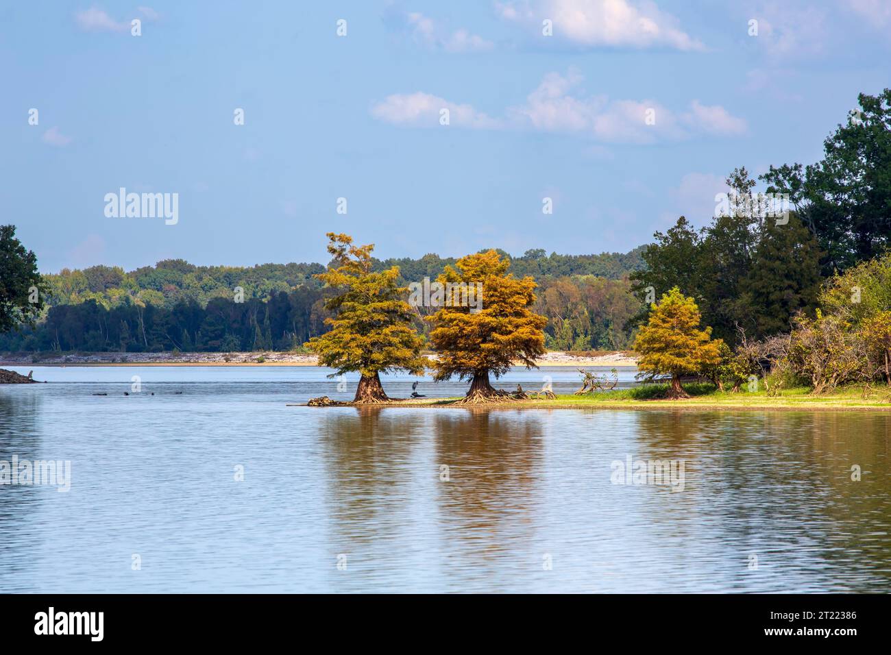 Les cyprès chauves changent de couleur en automne sur la rivière Tennessee. L'eau a été abaissée à la piscine d'hiver Banque D'Images