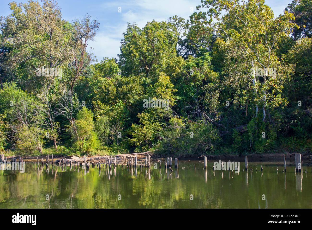 Pieux d'un quai abandonné sur la rivière Cumberland au nord-est (en amont) de Nashville Banque D'Images