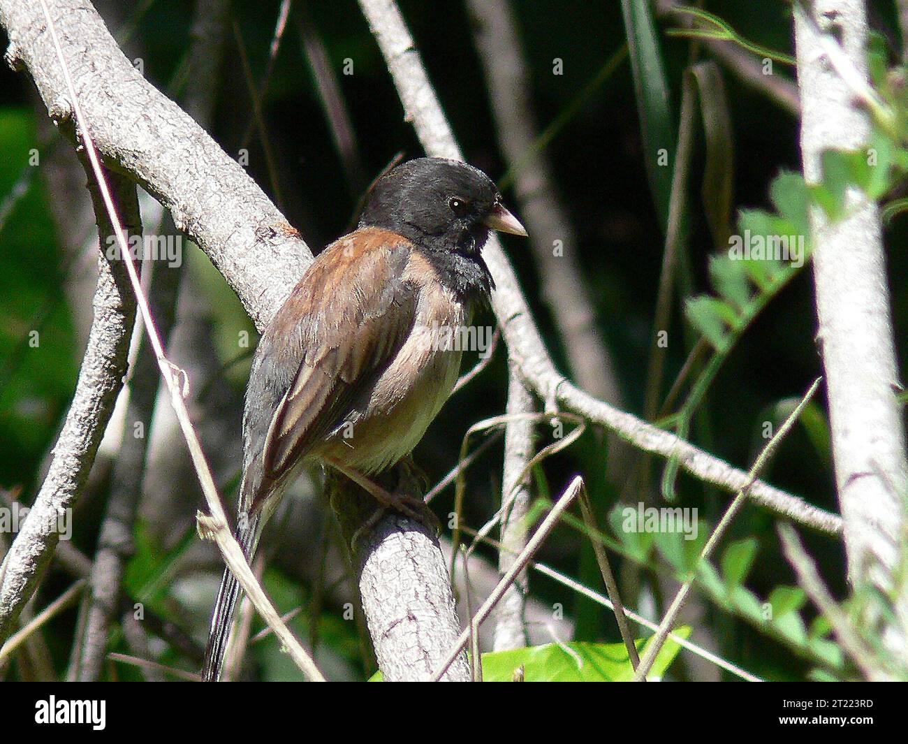 Un junco aux yeux foncés est perché sur une branche, affichant son plumage caractéristique de couleur ardoise et son ventre blanc. Ce petit oiseau commun se trouve partout en Amérique du Nord, en particulier dans les habitats boisés et broussailleux. Les Juncos sont souvent vus dans les troupeaux pendant l'hiver. Banque D'Images