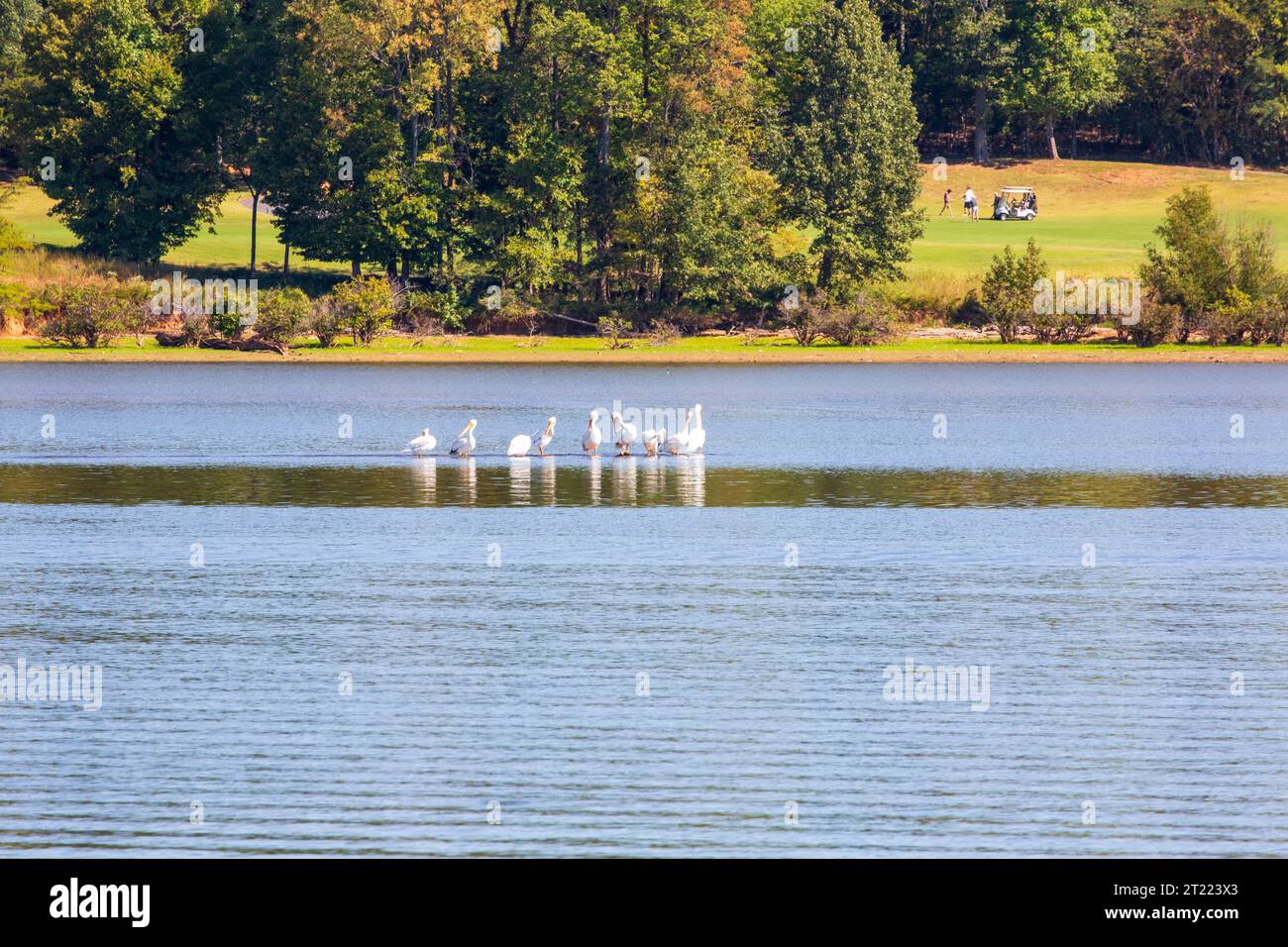Pélicans sur la rivière Cumberland en automne Banque D'Images