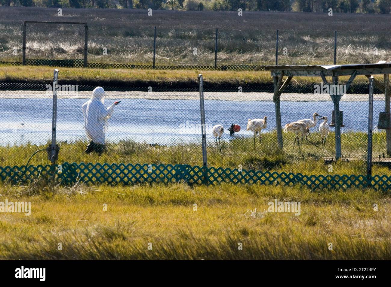 Installation de réintroduction de grues blanches au refuge national de faune de Chassahowitzka en Floride. Sujets : oiseaux ; population expérimentale, non essentielle. Localisation : Floride. Site du Service des poissons et de la faune : REFUGE NATIONAL DE FAUNE DE CHASSAHOWITZKA. . 1998 - 2011. Banque D'Images