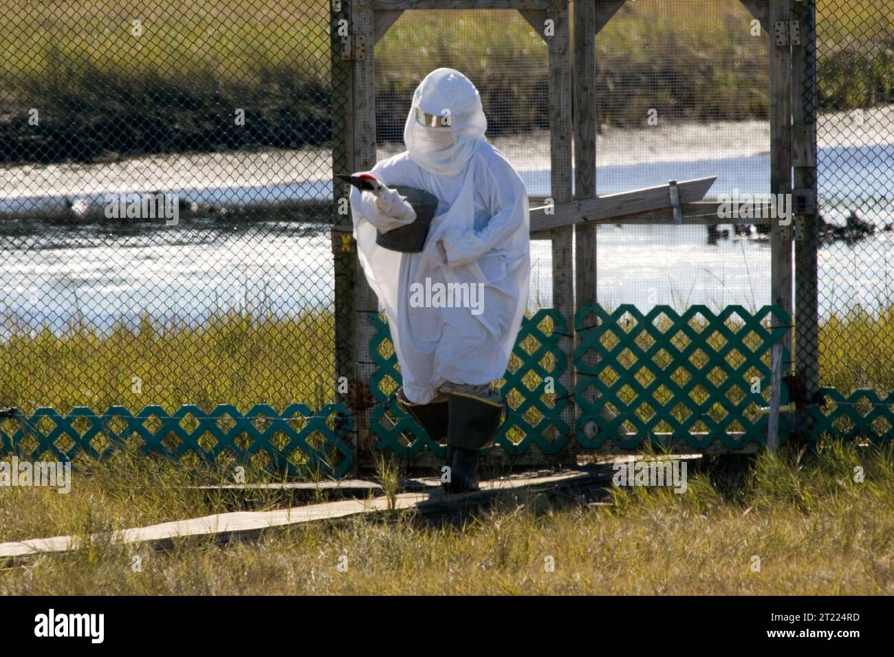 Installation de réintroduction de grues blanches au refuge national de faune de Chassahowitzka en Floride. Sujets : oiseaux ; population expérimentale, non essentielle. Localisation : Floride. Site du Service des poissons et de la faune : REFUGE NATIONAL DE FAUNE DE CHASSAHOWITZKA. . 1998 - 2011. Banque D'Images