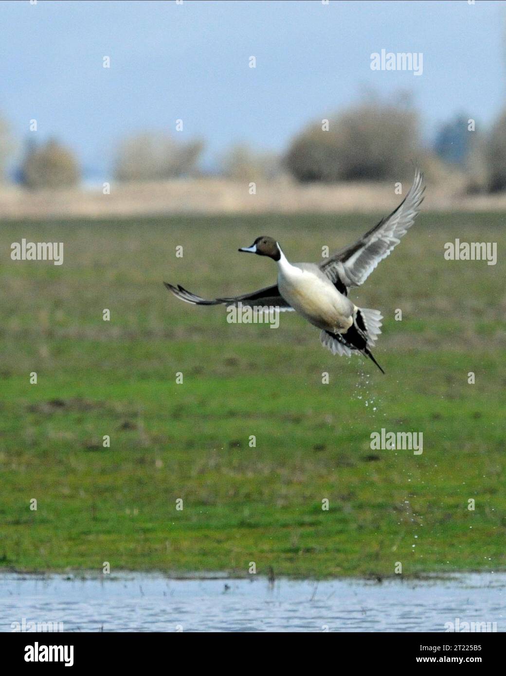 Canard de Pintail en vol au William L. Finley National Wildlife refuge. Sujets : sauvagine ; refuges pour animaux sauvages. Localisation : Oregon. Site du Fish and Wildlife Service : REFUGE FAUNIQUE NATIONAL WILLIAM L. FINLEY. Banque D'Images