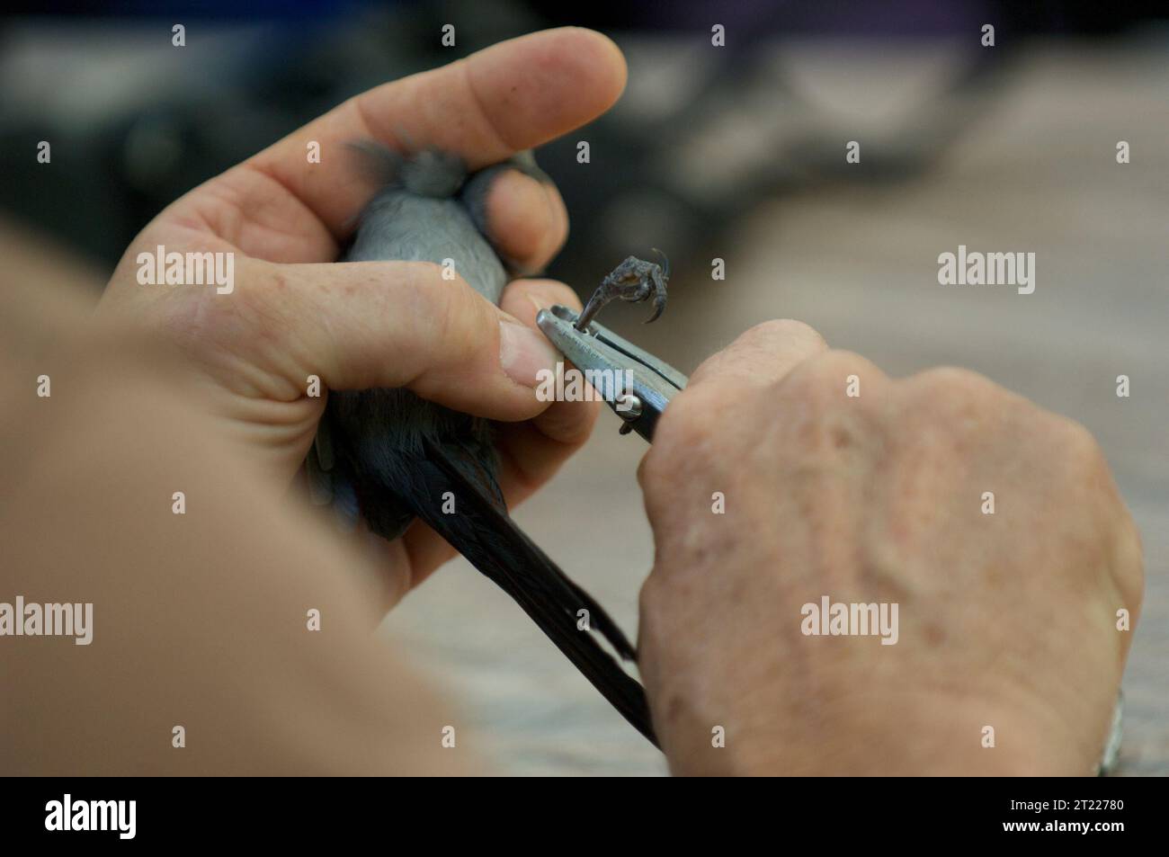 Une image en gros plan montre les mains d'une personne tenant un oiseau et appliquant une bande sur sa jambe avec une pince à bec effilé. Le baguage est utilisé pour surveiller le mouvement et la santé des oiseaux. Lieu : site du U.S. Fish and Wildlife Service. Banque D'Images