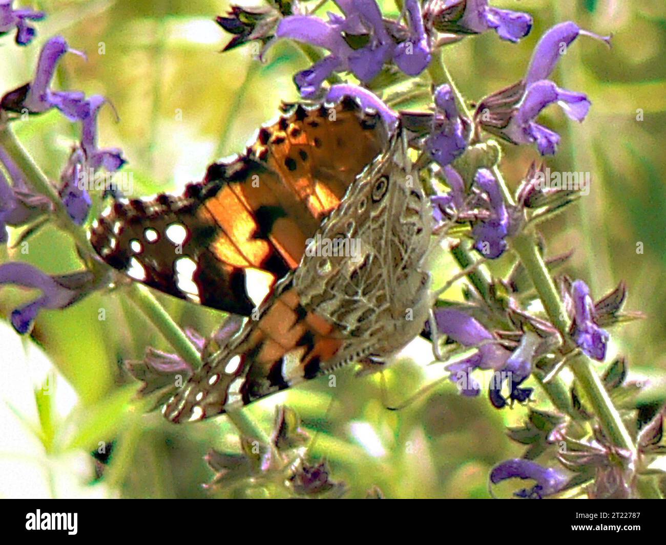 Une dame américaine peinte papillon repose sur les pétales d'une fleur de lobelia bleue dans le New Jersey. Banque D'Images