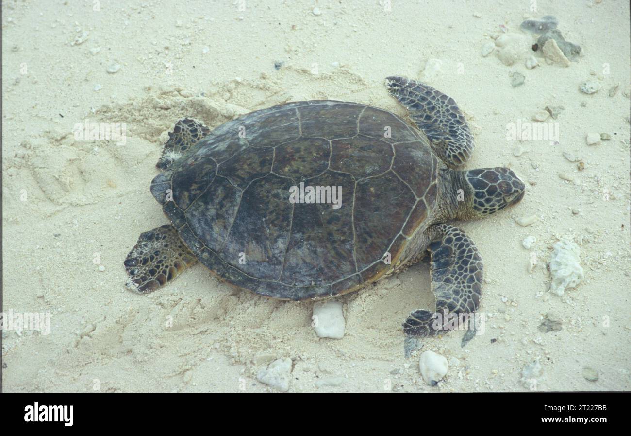 Tortue verte rampant sur le sable. Sujets : reptiles ; animaux aquatiques ; espèces menacées. Localisation : Hawaï. Fish and Wildlife Service site : REFUGE FAUNIQUE NATIONAL DE L'ATOLL MIDWAY. . 1998 - 2011. Banque D'Images