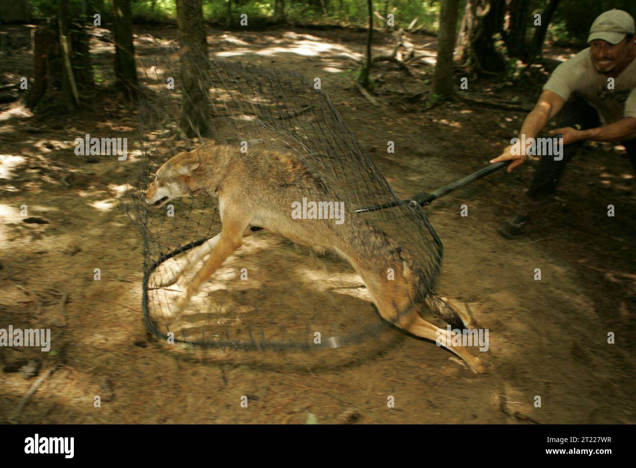 Un loup rouge saute en avant, tandis que les biologistes le capturent pour vérifier sa santé et son bien-être. Une pratique régulière à l'Alligator National Wildlife refuge. Sujets : employés (USFWS) ; espèces en voie de disparition ; population expérimentale, non essentielle ; personnel; gestion des ressources ; gestion de la faune ; refuges pour la faune ; travail du Service. Localisation : Caroline du Nord. Site du Fish and Wildlife Service : REFUGE FAUNIQUE NATIONAL DE LA RIVIÈRE ALLIGATOR. Banque D'Images