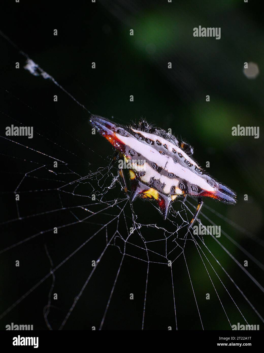 spider très gros plan Banque D'Images