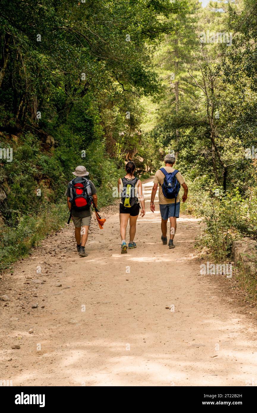 Hill Walkers dans la forêt de Bonifatu, Corse , France marchant le long d'une piste au milieu de l'été Banque D'Images