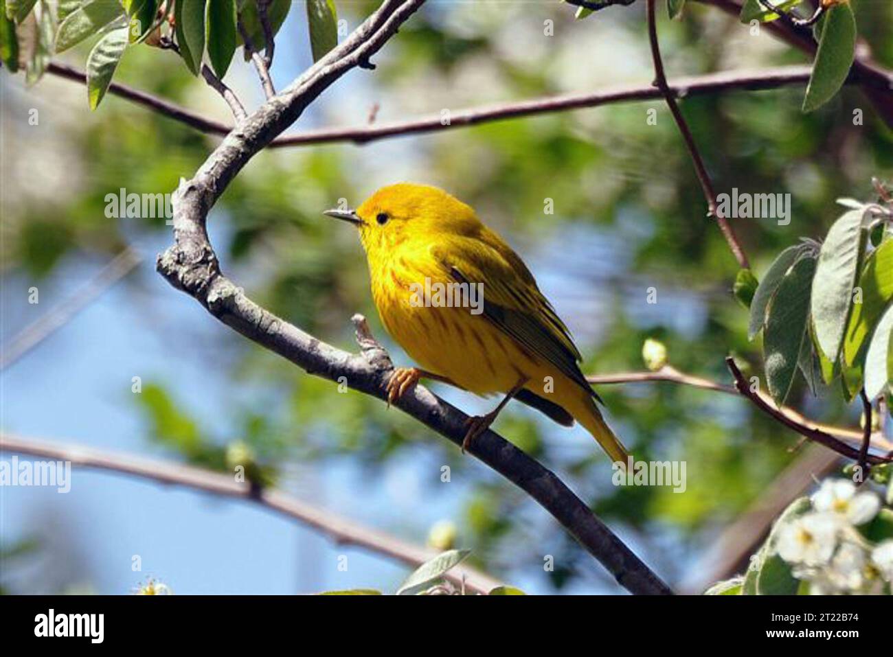 Paruline jaune dans le pommier à fleurs à Trustom Pond National Wildlife refuge, RI. Sujets : oiseaux ; arbres ; refuges pour animaux sauvages. Localisation : Rhode Island. Site du Service des poissons et de la faune : REFUGE NATIONAL DE FAUNE DE L'ÉTANG TRUSTOM. . 1998 - 2011. Banque D'Images