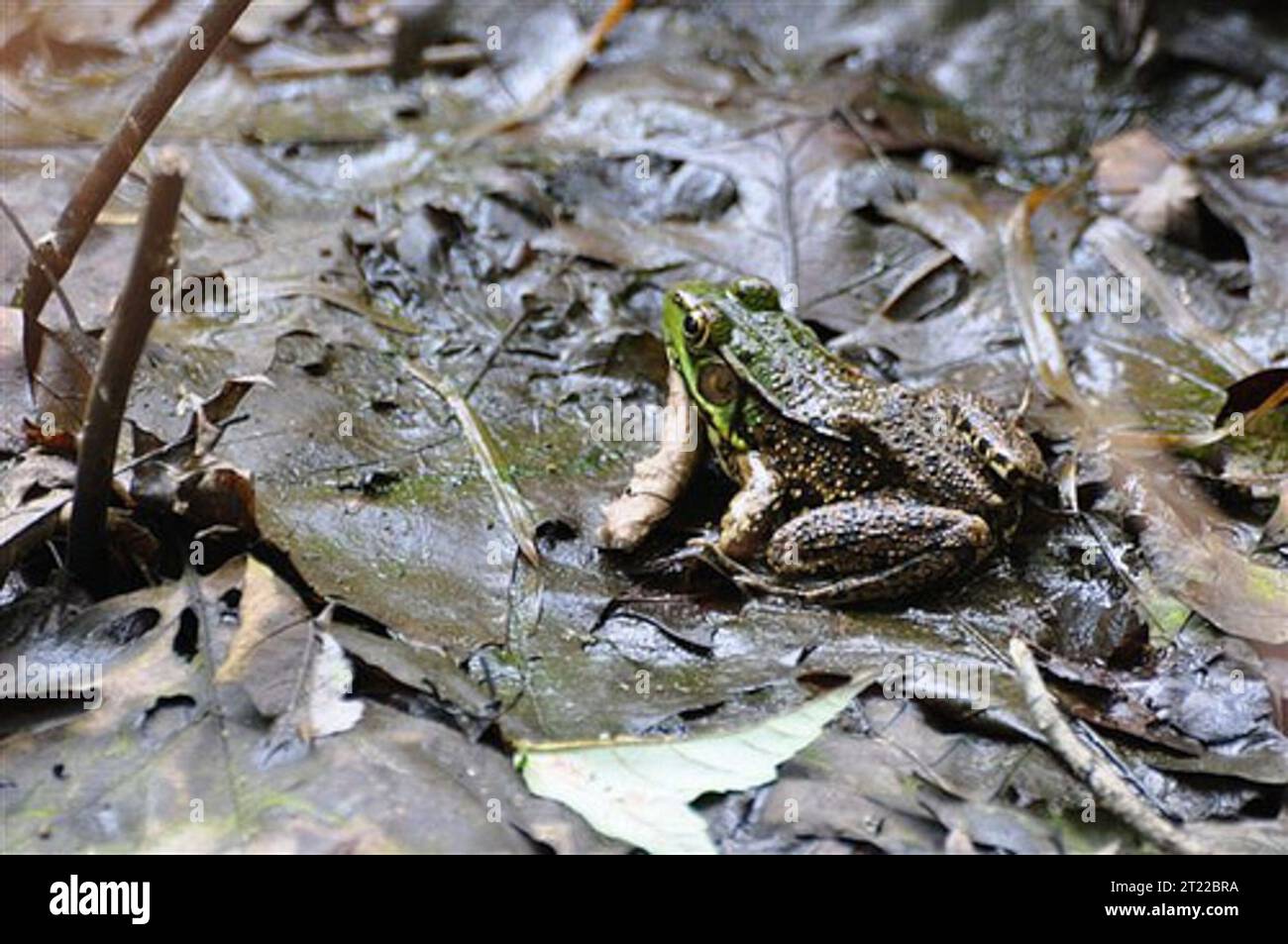 Grenouille dans les feuilles à Trustom Pond National Wildlife refuge, RI. Sujets : amphibiens ; refuges pour animaux sauvages. Localisation : Rhode Island. Site du Service des poissons et de la faune : REFUGE NATIONAL DE FAUNE DE L'ÉTANG TRUSTOM. . 1998 - 2011. Banque D'Images