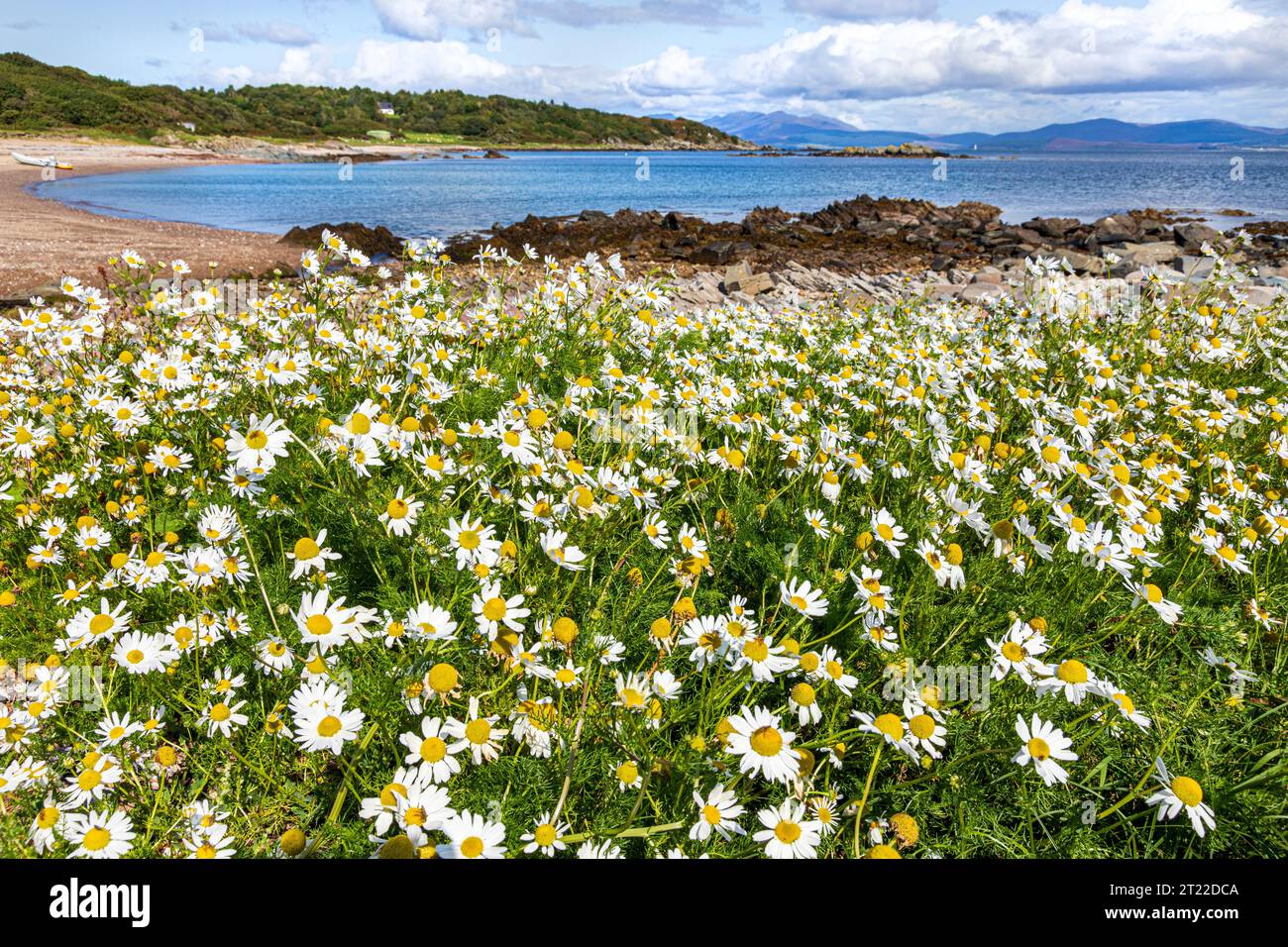 Mayweed de mer (Tripleurospermum maritimum) poussant près d'une plage sur la péninsule de Kintyre, Écosse Royaume-Uni Banque D'Images