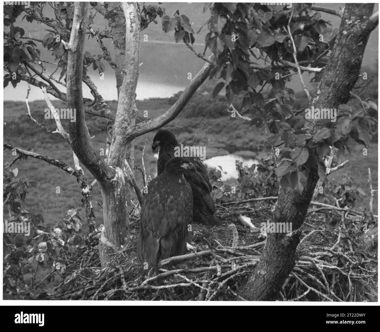 Deux jeunes aigles à tête blanche se perchent ensemble dans un nid. Ces jeunes enfants en sont aux premiers stades de l'apprentissage du vol et font partie de la famille des rapaces. Les aigles à tête blanche se trouvent dans des refuges fauniques comme le refuge national de faune de Kodiak, en Alaska. Cette zone abrite diverses espèces d'oiseaux, y compris des rapaces. Banque D'Images