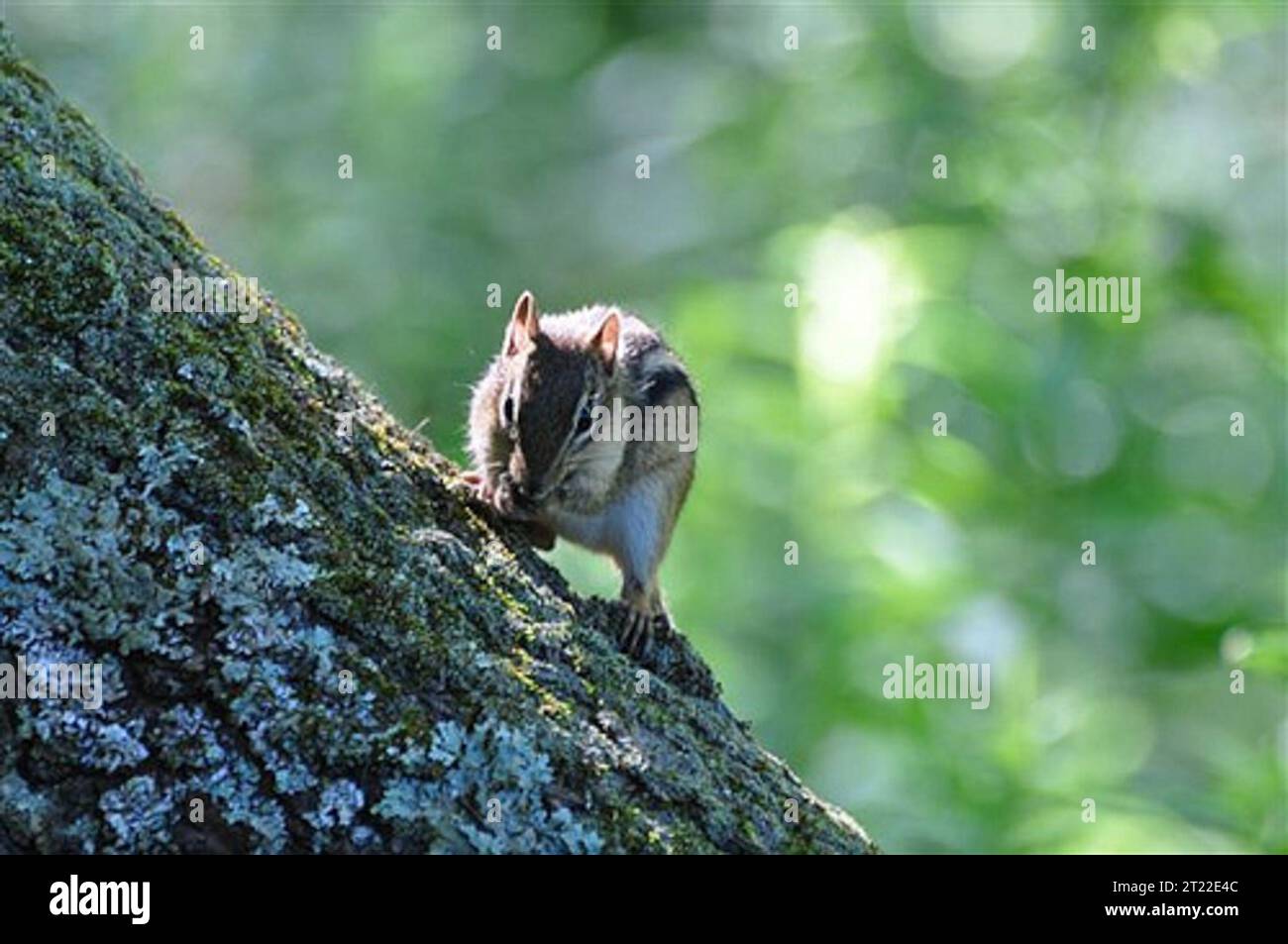 Chipmunk sur l'arbre à Trustom Pond National Wildlife refuge, RI. Sujets : mammifères ; refuges pour animaux sauvages. Localisation : Rhode Island. Site du Service des poissons et de la faune : REFUGE NATIONAL DE FAUNE DE L'ÉTANG TRUSTOM. . 1998 - 2011. Banque D'Images