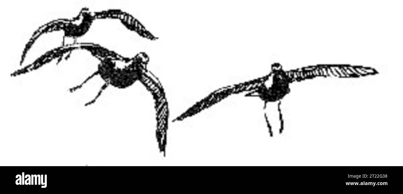 Créateur : Hines, Robert W. sujets : oiseaux ; oiseaux ; oiseaux de rivage ; oiseaux de rivage ; animaux; animal ; illustrations ; illustrations ; Art ; vol; dessin au trait . 1998 - 2011. Banque D'Images