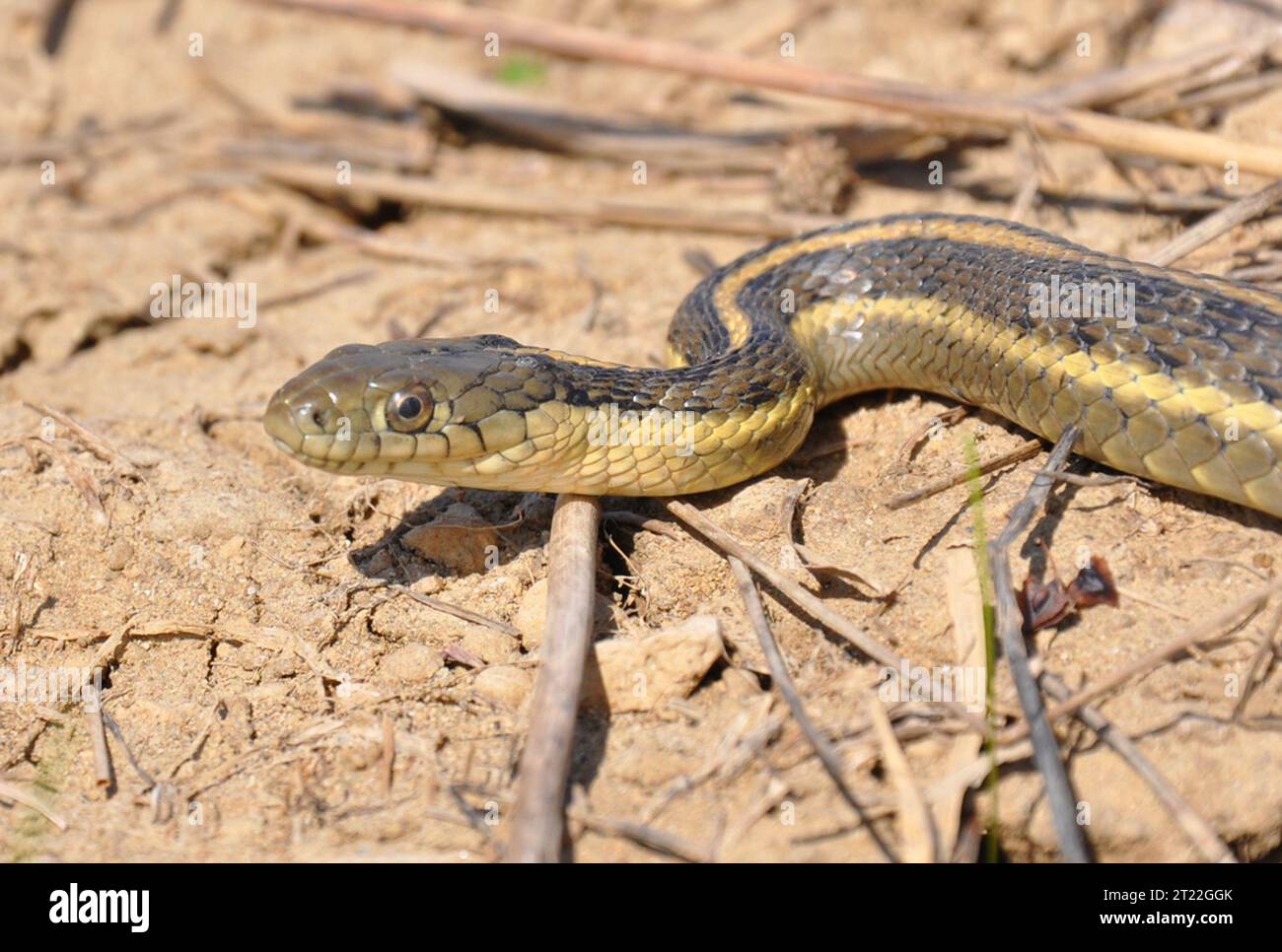 Le serpent-jarretier géant, une espèce de reptile menacée originaire de la vallée centrale de Californie, se trouve dans les zones humides agricoles et les voies navigables, atteignant 64 pouces de long. Banque D'Images