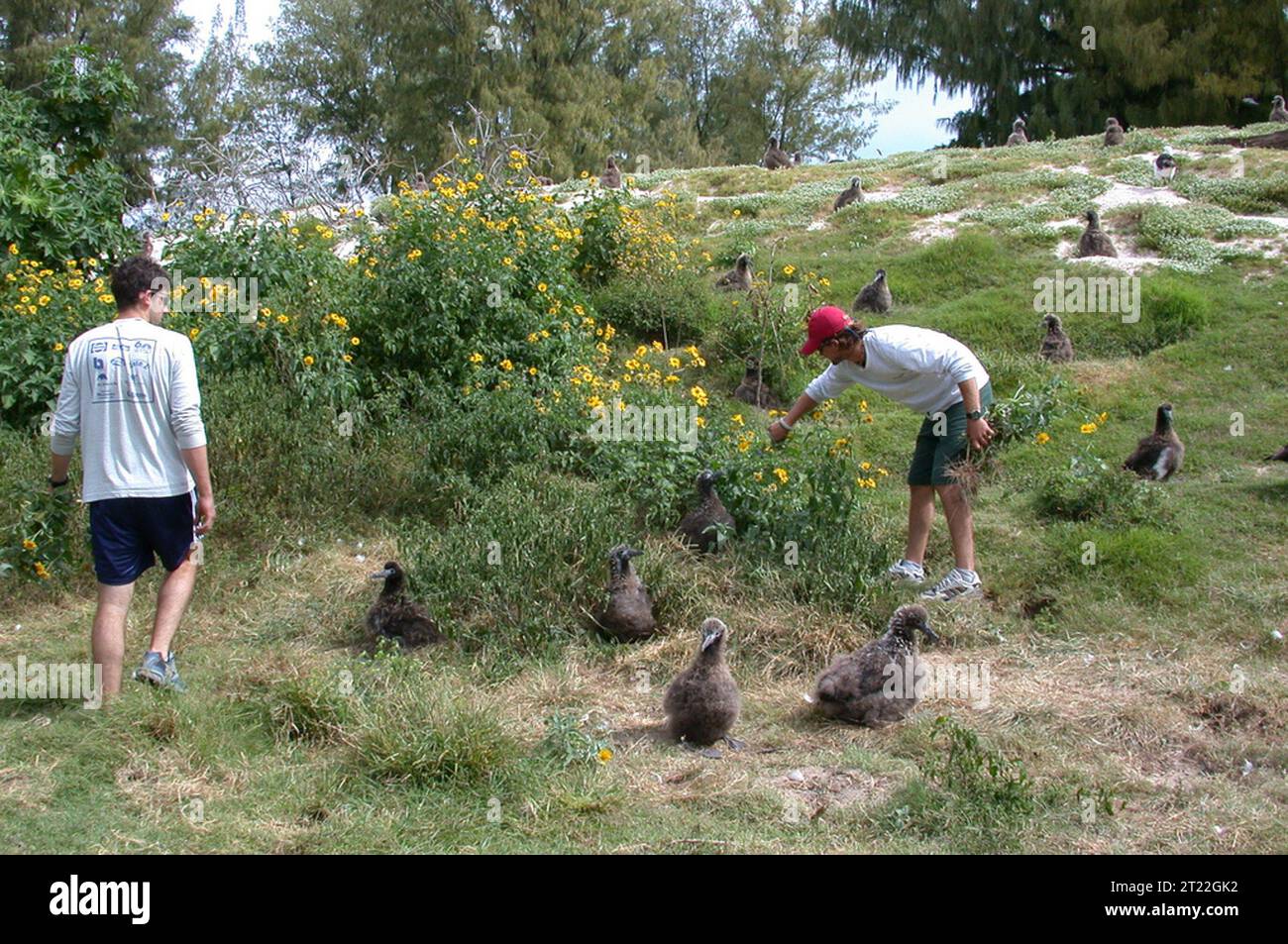 Des bénévoles arrachent la plante non indigène Verbesina sur le Midway Atoll National Wildlife refuge. Sujets : espèces envahissantes ; végétation ; plantes ; volontaires ; refuges pour animaux sauvages; îles ; environnements tropicaux. Localisation : Îles du Pacifique. Fish and Wildlife Service site : REFUGE FAUNIQUE NATIONAL DE L'ATOLL MIDWAY. Banque D'Images