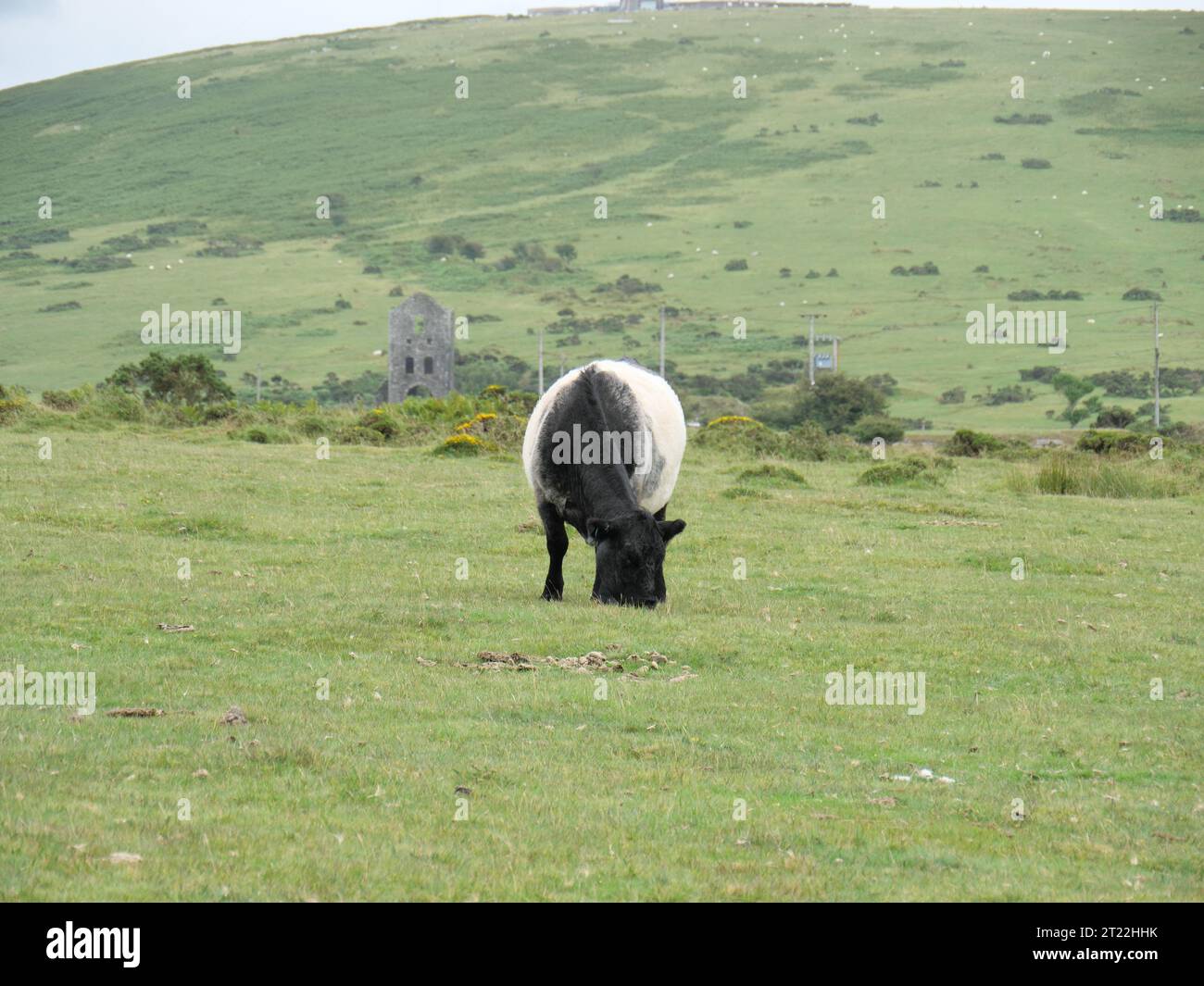 Moutons paissant sur l'herbe de la lande à Hurlers Stone Circles sur Bodmin Moor près de Minions. Banque D'Images