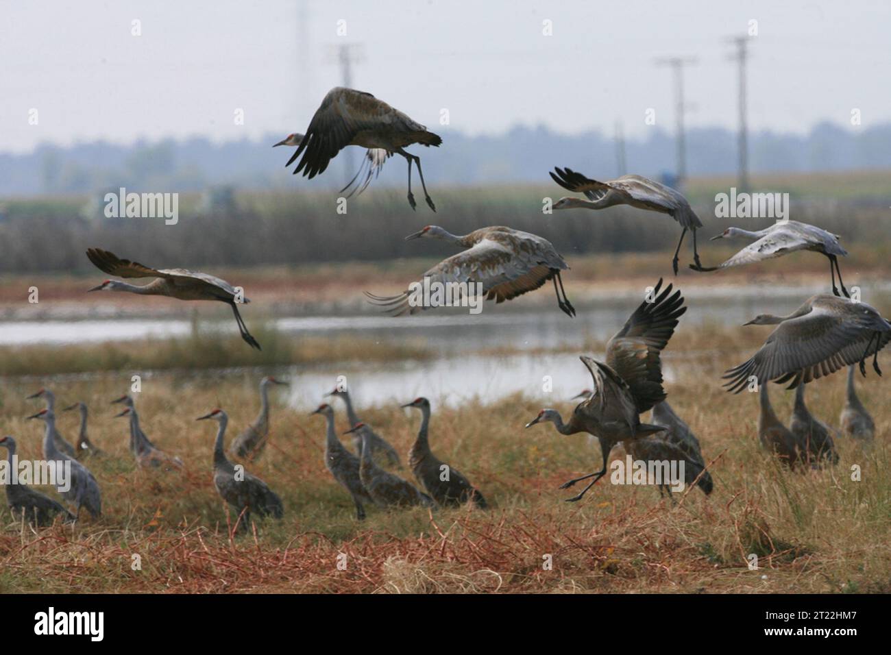 Merced national wildlife refuge Banque de photographies et d’images à ...