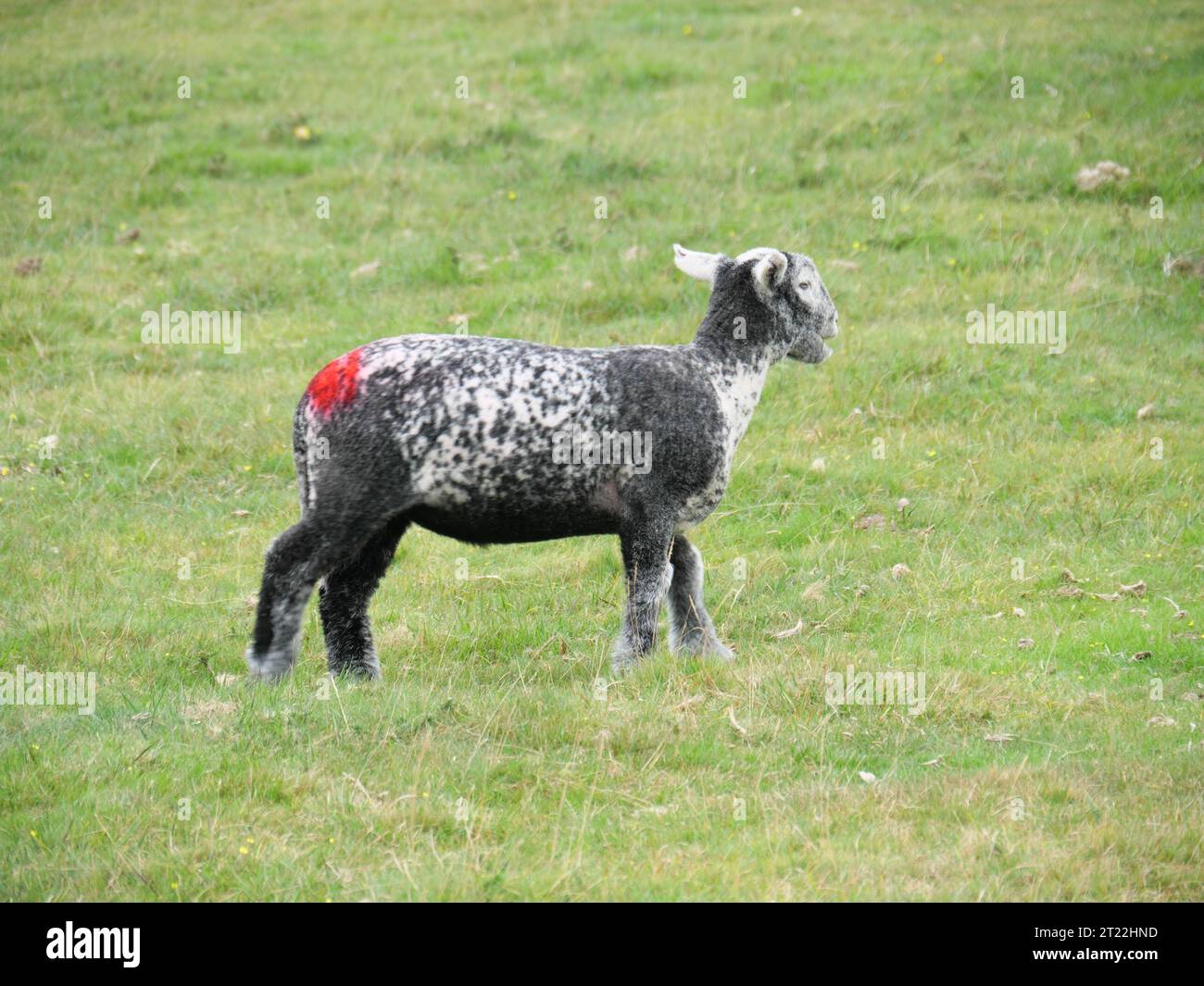 Moutons paissant sur l'herbe de la lande à Hurlers Stone Circles sur Bodmin Moor près de Minions. Banque D'Images