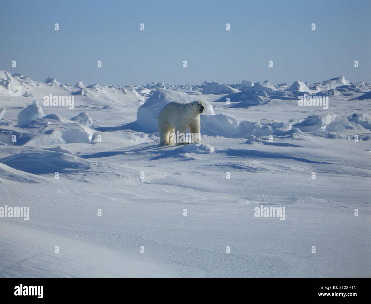 Un ours polaire mâle est en alerte sur la côte arctique près de Kaktovik, en Alaska. Les ours polaires sont des mammifères marins qui dépendent de la glace de mer pour la chasse et la reproduction. Le changement climatique menace leur habitat. Banque D'Images