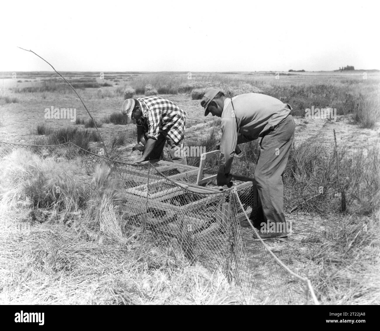 Relevé historique de la sauvagine. Créateur : Schmidt, Rex Gary. Note descriptive : Bernard Gollop, agent de gestion de la faune, Service canadien de la faune, et Gene Bossenmaier, chef de projet, lac White Water, retrait des oiseaux des cages pour baguage. Dès que les oiseaux sont piégés, ils sont placés dans des cages séparées selon les espèces. Sujets : Historique ; relevé de la sauvagine ; Canada ; baguage ; pièges. . 1998 - 2011. Banque D'Images