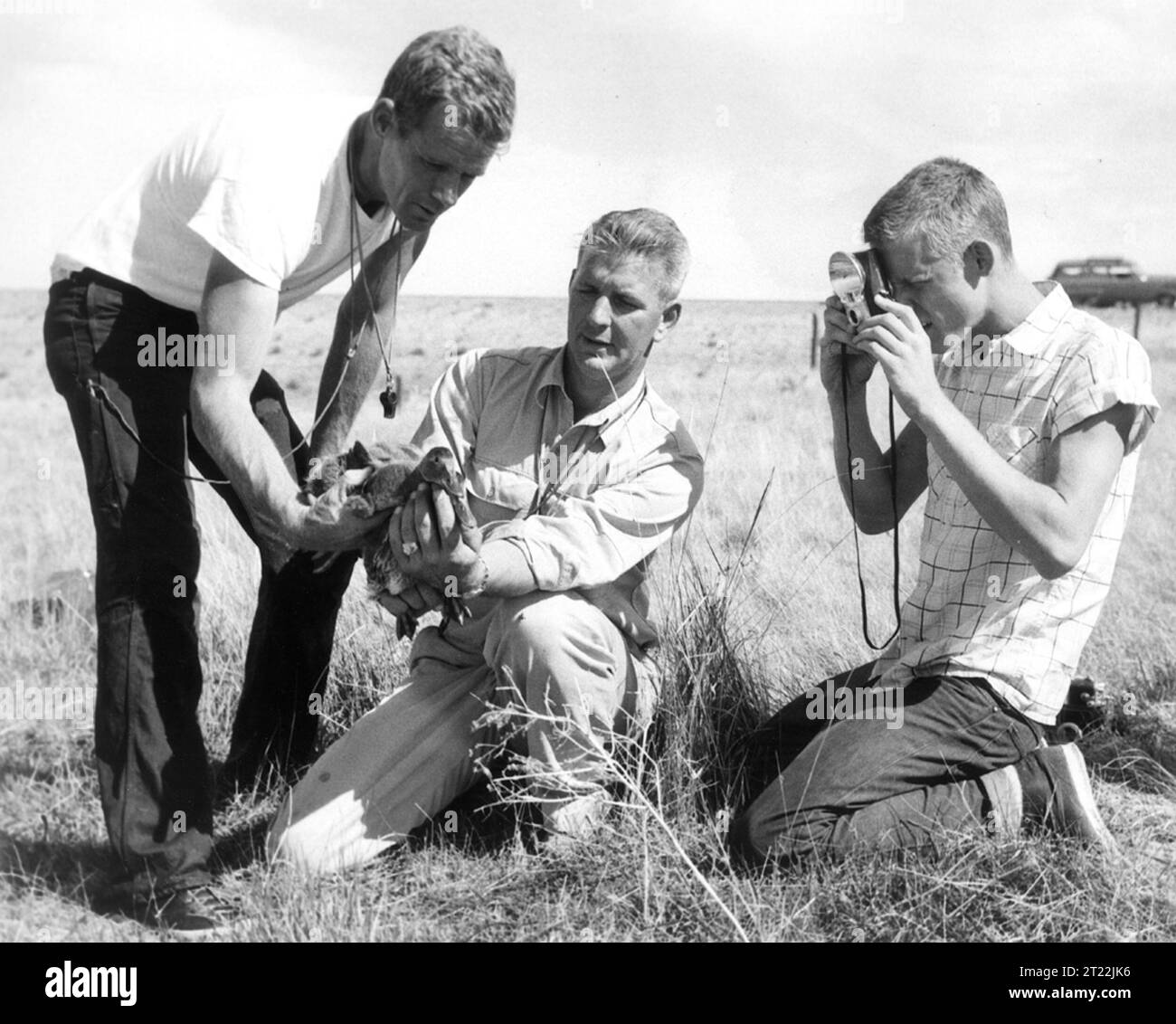 Relevé historique de la sauvagine. Créateur : Schmidt, Rex Gary. Note descriptive : L - R : John Eadie de Maryville, Tennessee et Jim Robinson de Denver, Colorado, agents de gestion de jeu américains, tenant des canards immatures pendant que Doug Eadie prend une diapositive de couleur. Jim Robinson est superviseur de l'une des nombreuses équipes de baguage opérant au Canada duri. Sujets : Historique ; relevé de la sauvagine ; Canada ; baguage. . 1998 - 2011. Banque D'Images