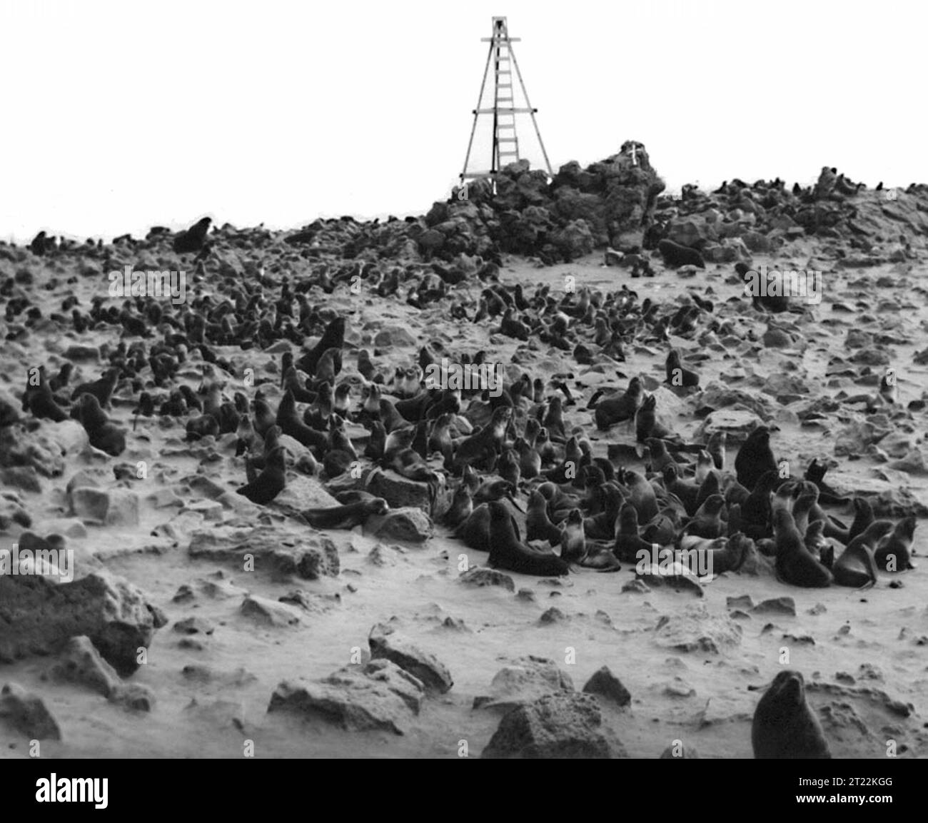 Les otaries à fourrure du nord de la recrue Zapadni sur l'île George, qui fait partie des îles Pribilof en Alaska, se reproduisent et se reproduisent sur les rives rocheuses. Ces phoques sont essentiels aux écosystèmes marins, car ils permettent de mieux comprendre la santé des océans et des espèces qui en dépendent. Banque D'Images