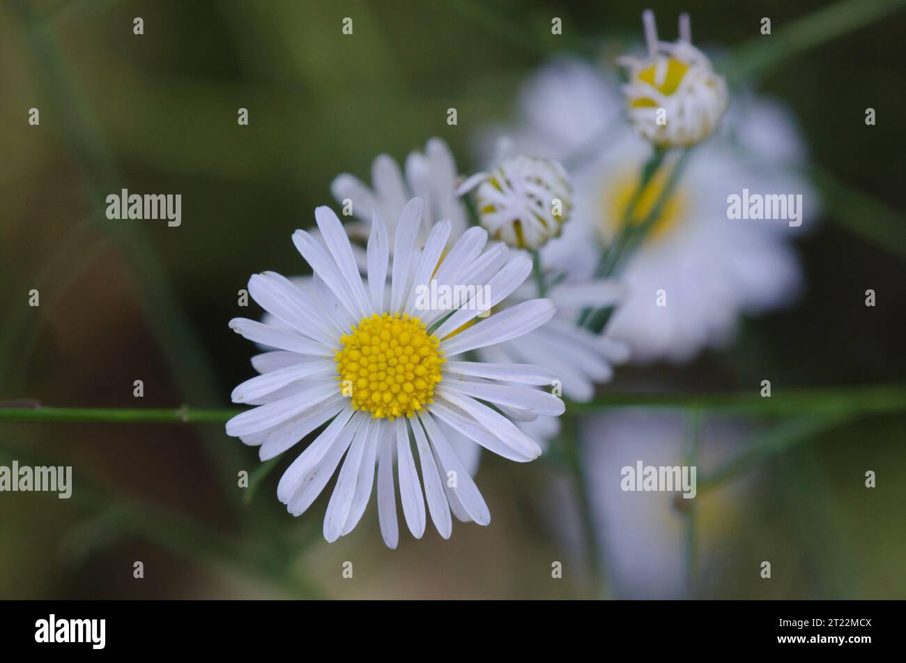 Aster, Symphyotrichum sp. Banque D'Images