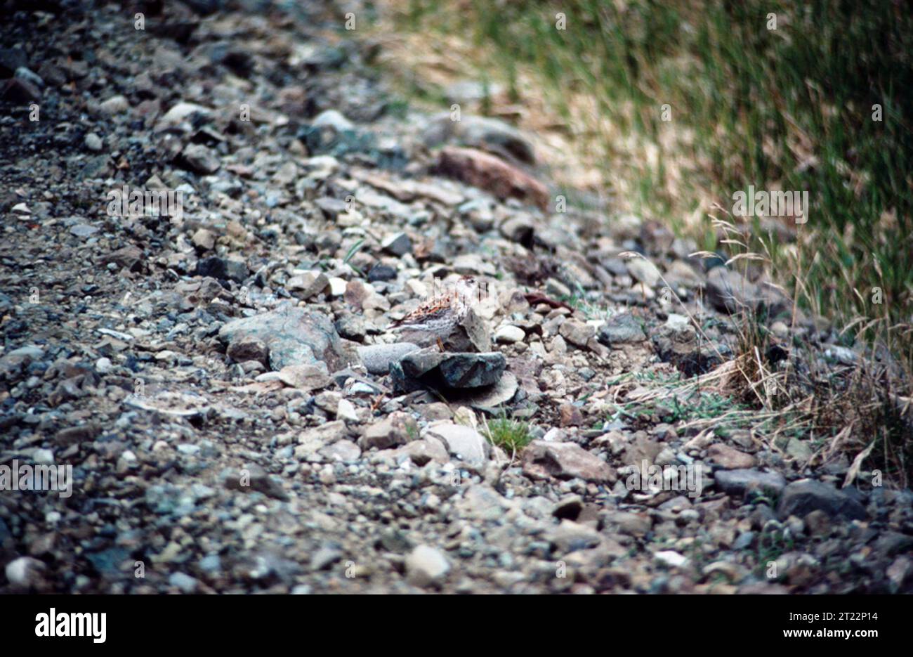 Calidris ptilocnemis. Créateur : Rhode, Elaine B. sujets : oiseaux ; oiseaux de rivage ; Alaska Maritime National Wildlife refuge ; Aléoutiennes ; Rat Islands ; Amchitka Island. . 1998 - 2011. Banque D'Images