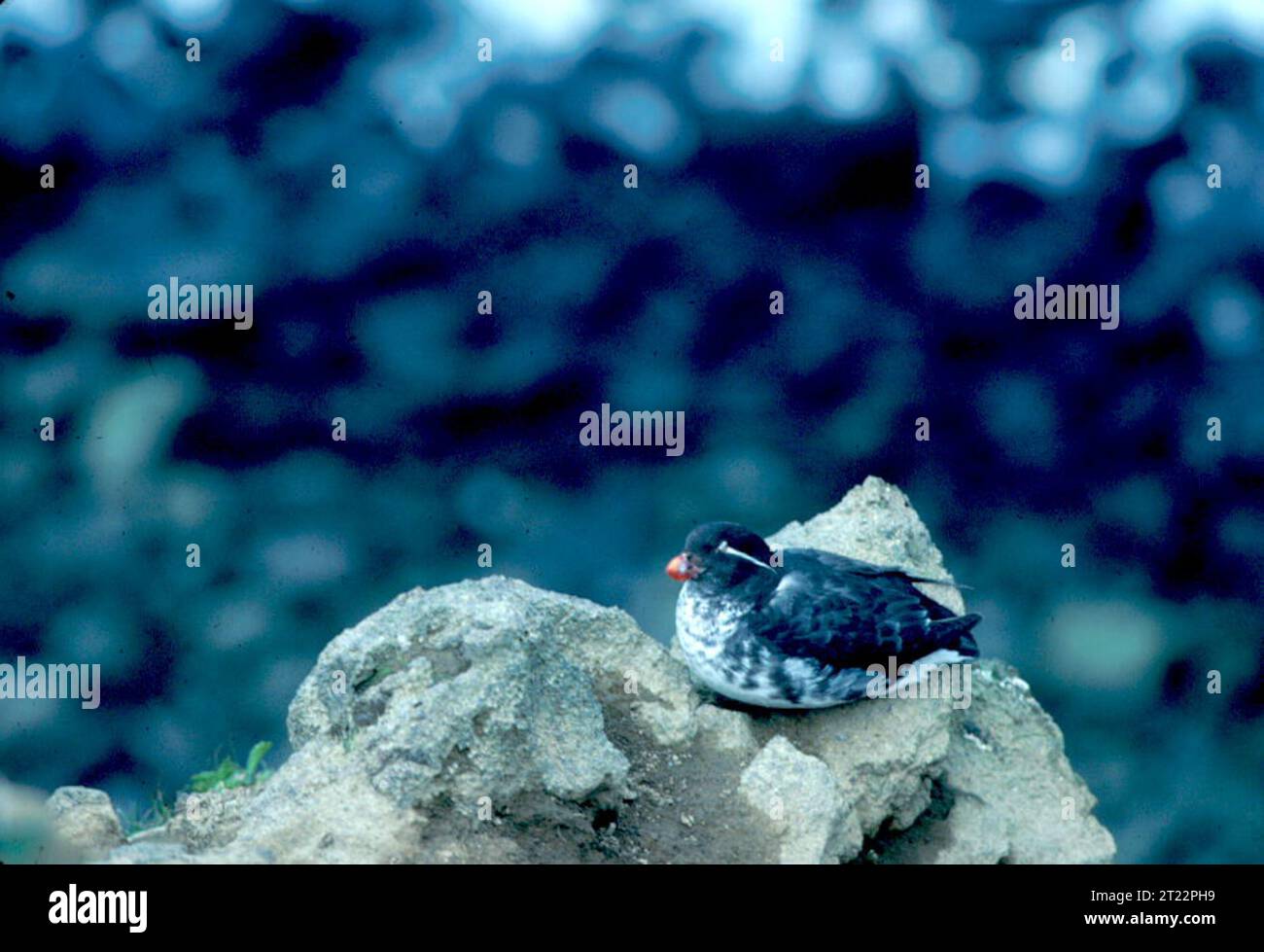 Un Auklet perruche, un petit oiseau de mer trouvé dans le Pacifique Nord, est connu pour son bec orange court et son plumage noir et blanc, nichant souvent sur des falaises rocheuses et des îles. Banque D'Images